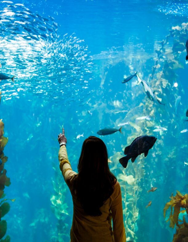woman-watches-sea-life-and-fish-underwater-at-an-aquarium-picture-id185262421